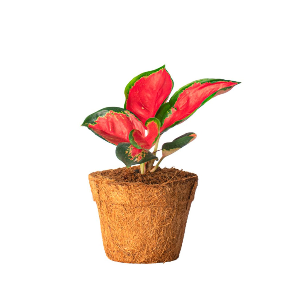 Aglaonema Eastern Red - Kreate- Plants