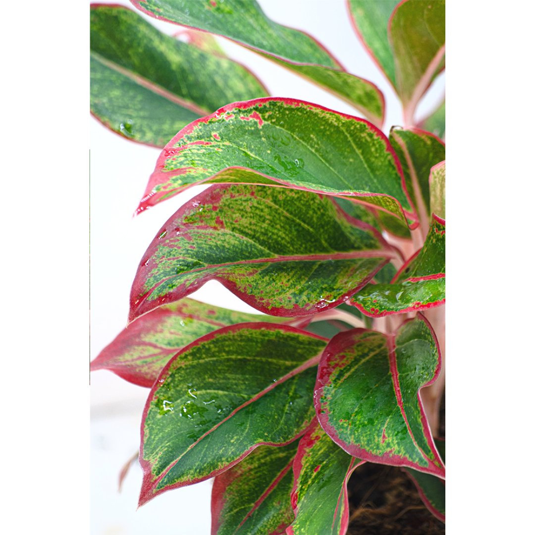 
                  
                    Aglaonema Lipstick - Kreate- Plants
                  
                