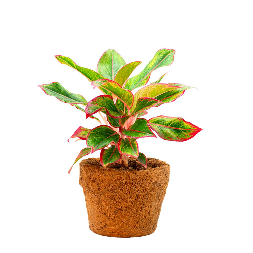 Aglaonema Lipstick - Kreate- Plants