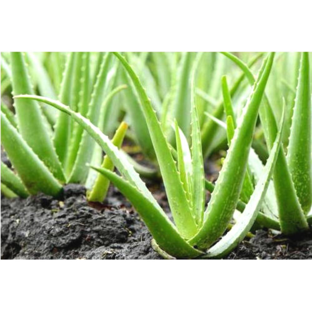 
                  
                    Alovera Succulent - Kreate- Plants
                  
                