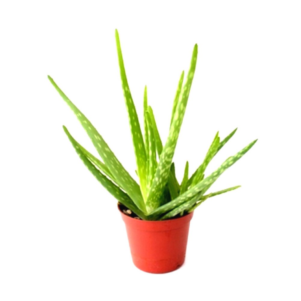 Alovera Succulent - Kreate- Plants