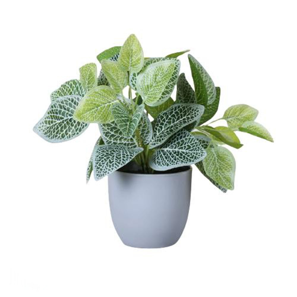 Artificial Fittonia Plant In Pot - Kreate- Plants