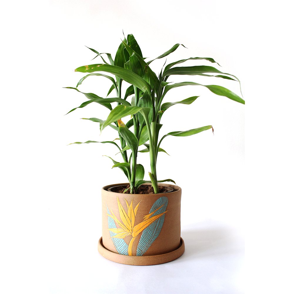 Birds of Paradise - Planter - Kreate- Planters & Pots