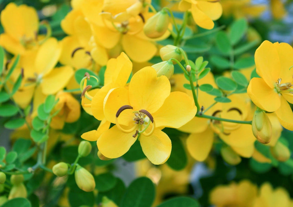 
                  
                    Tanner Flower Dip Soup
                  
                