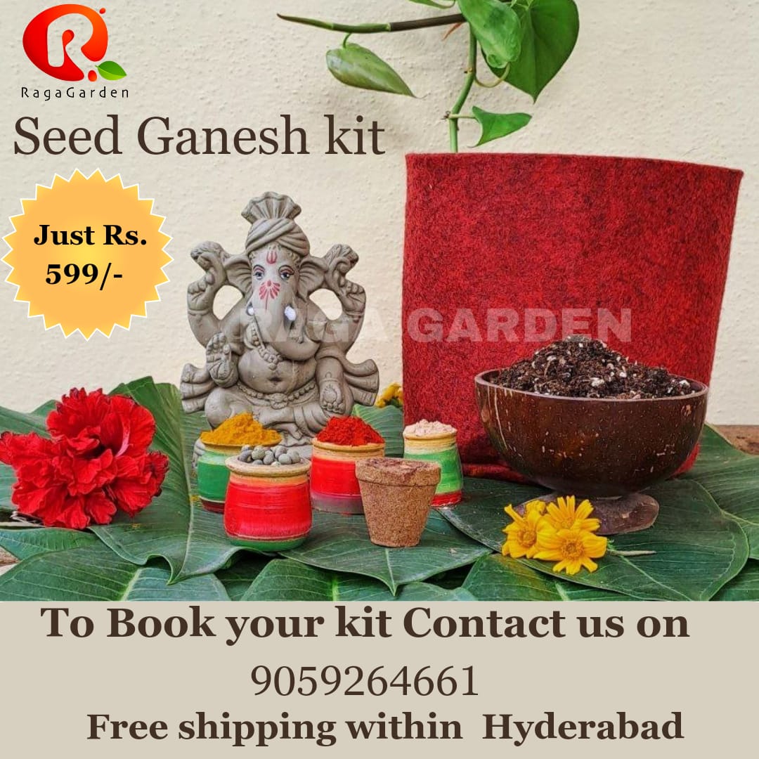 Ragagarden Eco Friendly Seed Ganesh Kit - Kreate- God Idols