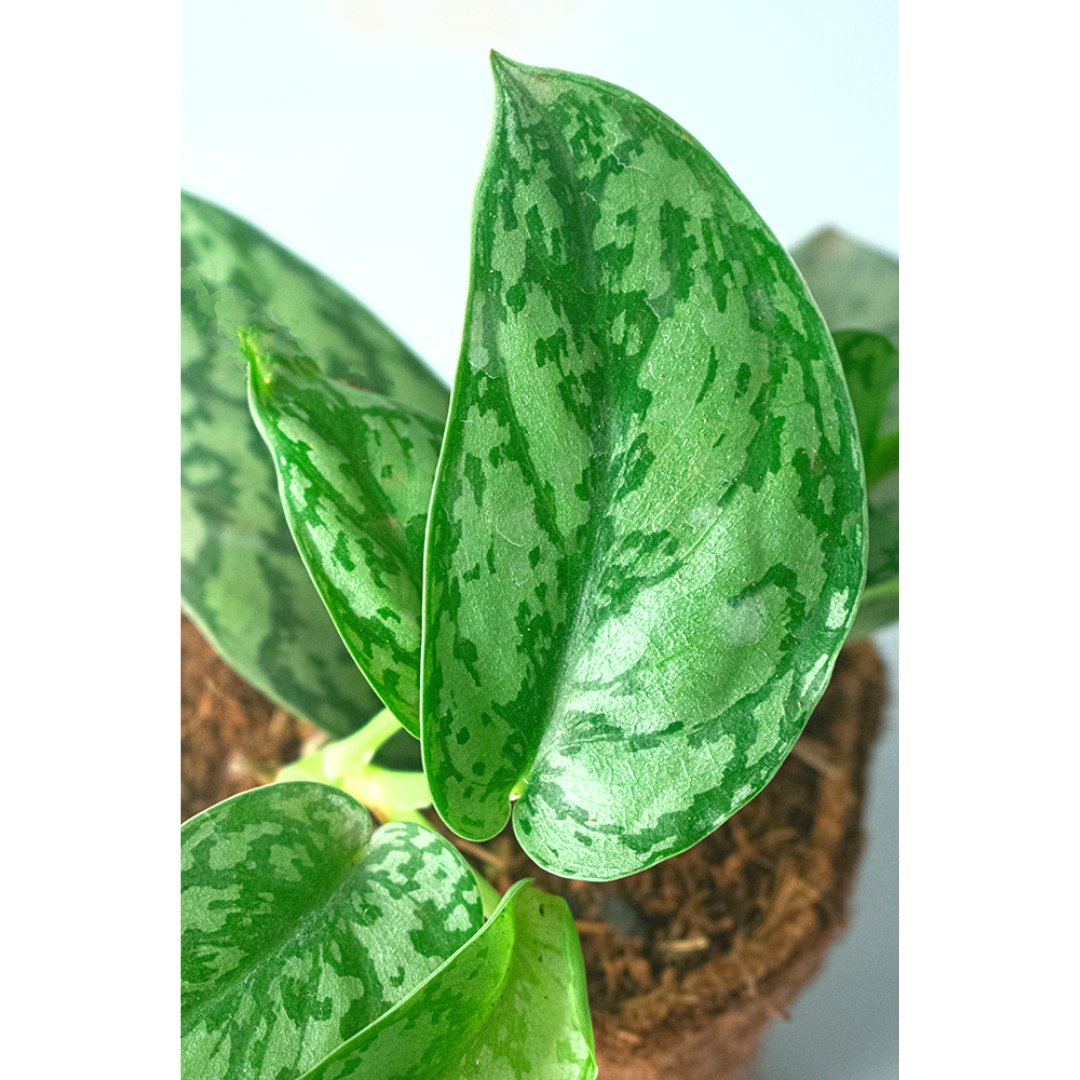 
                  
                    Satin Pothos - Kreate- Plants
                  
                