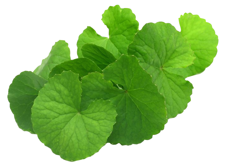 
                  
                    Centella Asiatica Dip Soup
                  
                