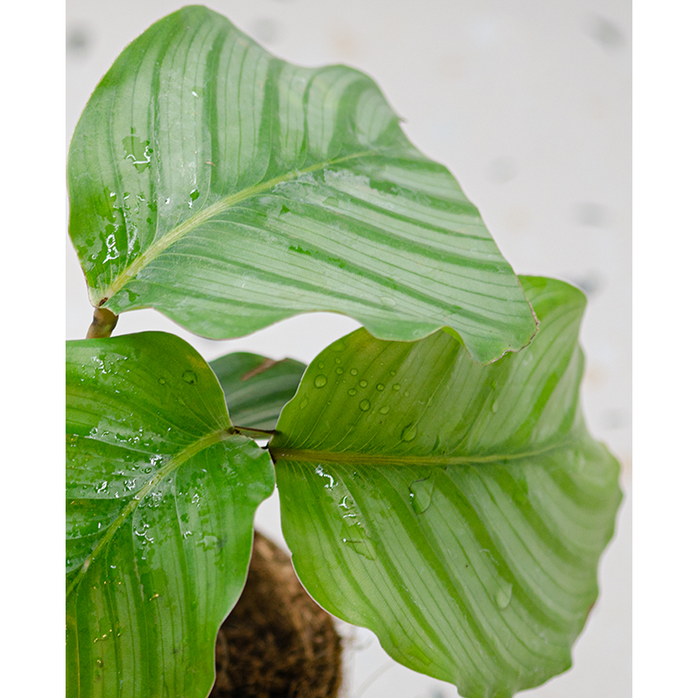 
                  
                    Calathea Orbifolia
                  
                