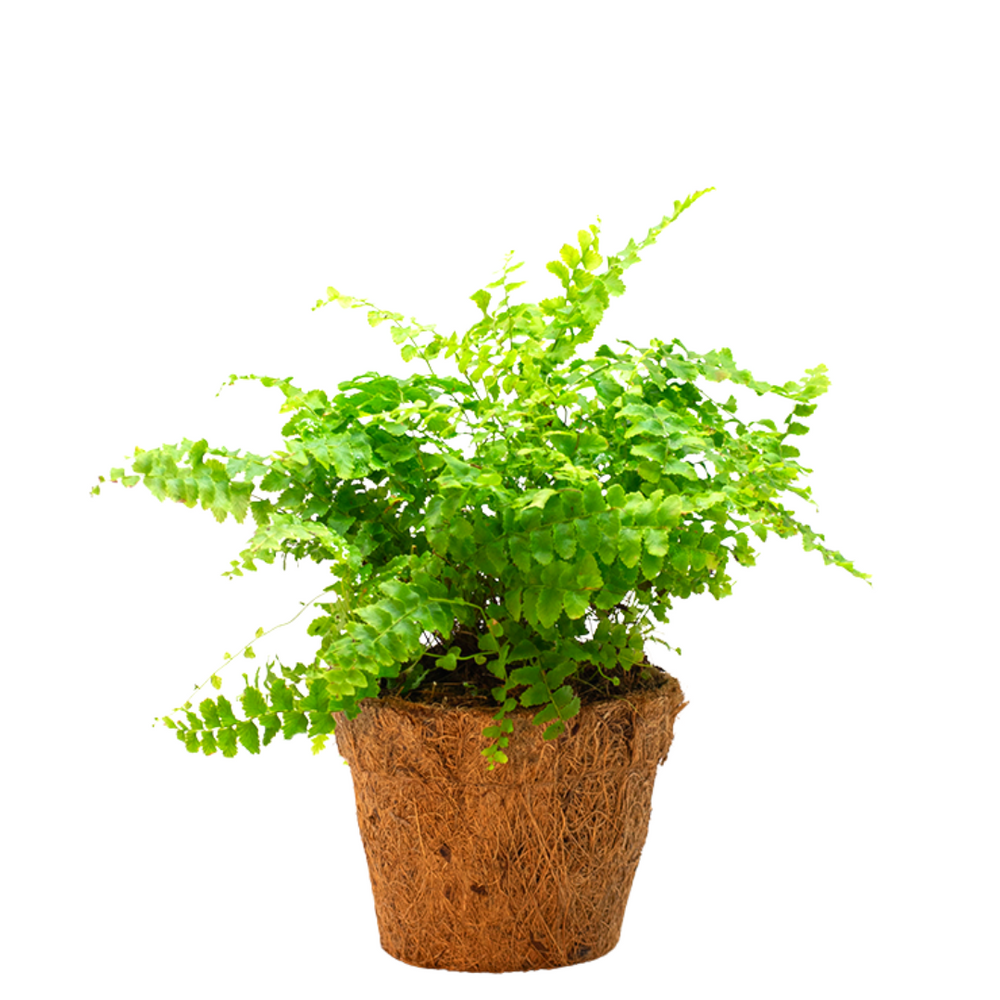 Fern Evergreen