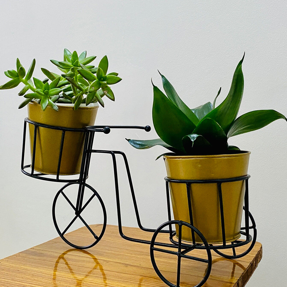 
                  
                    GoPlanto Jelly bean & Sansevieria Pitch Green Snake Plant in Metal Cycle Planter
                  
                