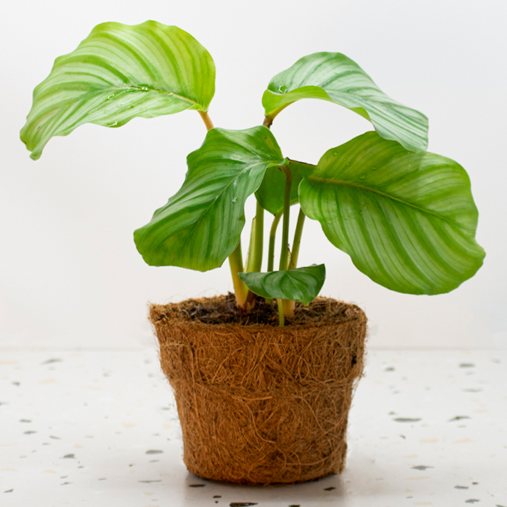 Calathea Orbifolia