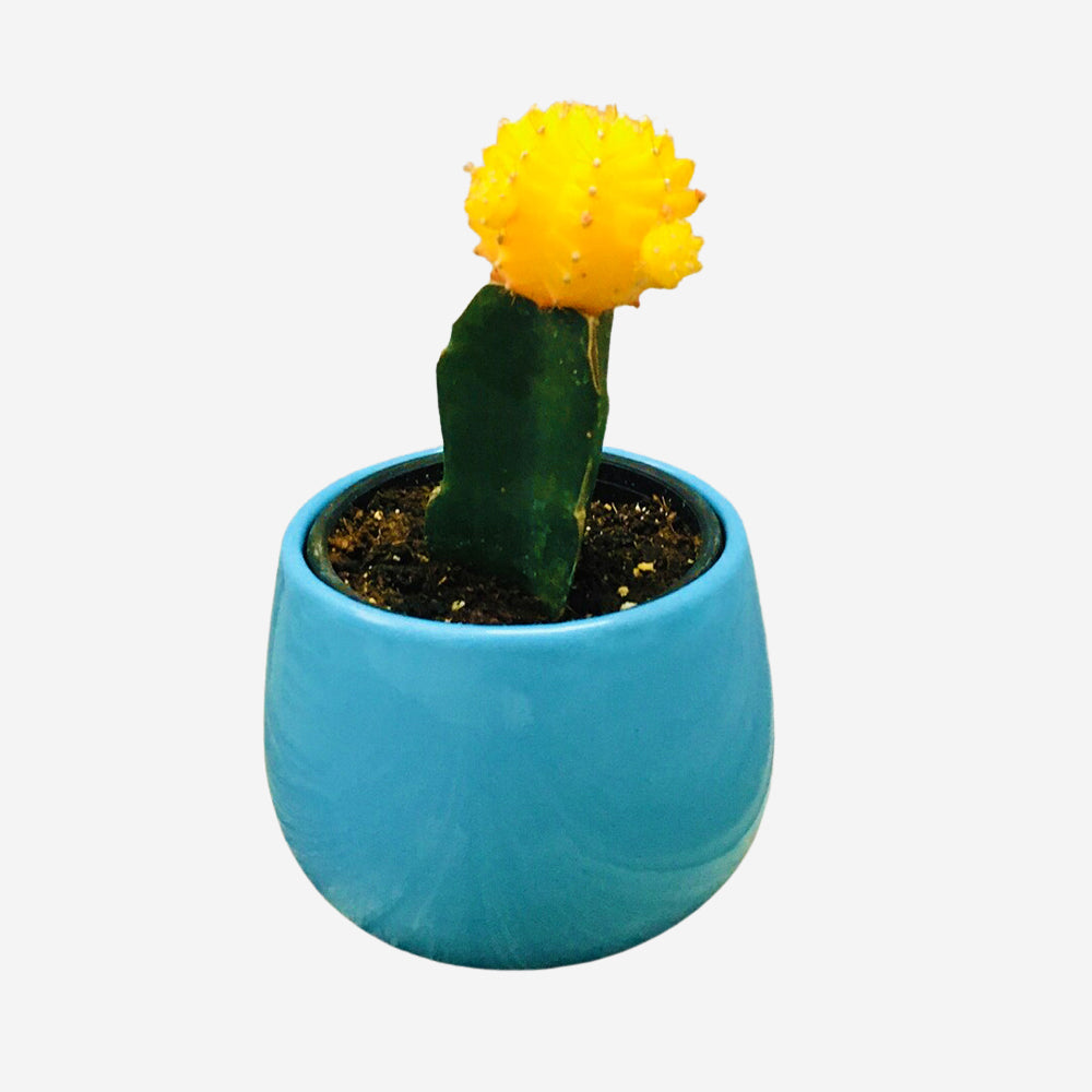 GoPlanto Moon Cactus in 4 inches Unami Bowl