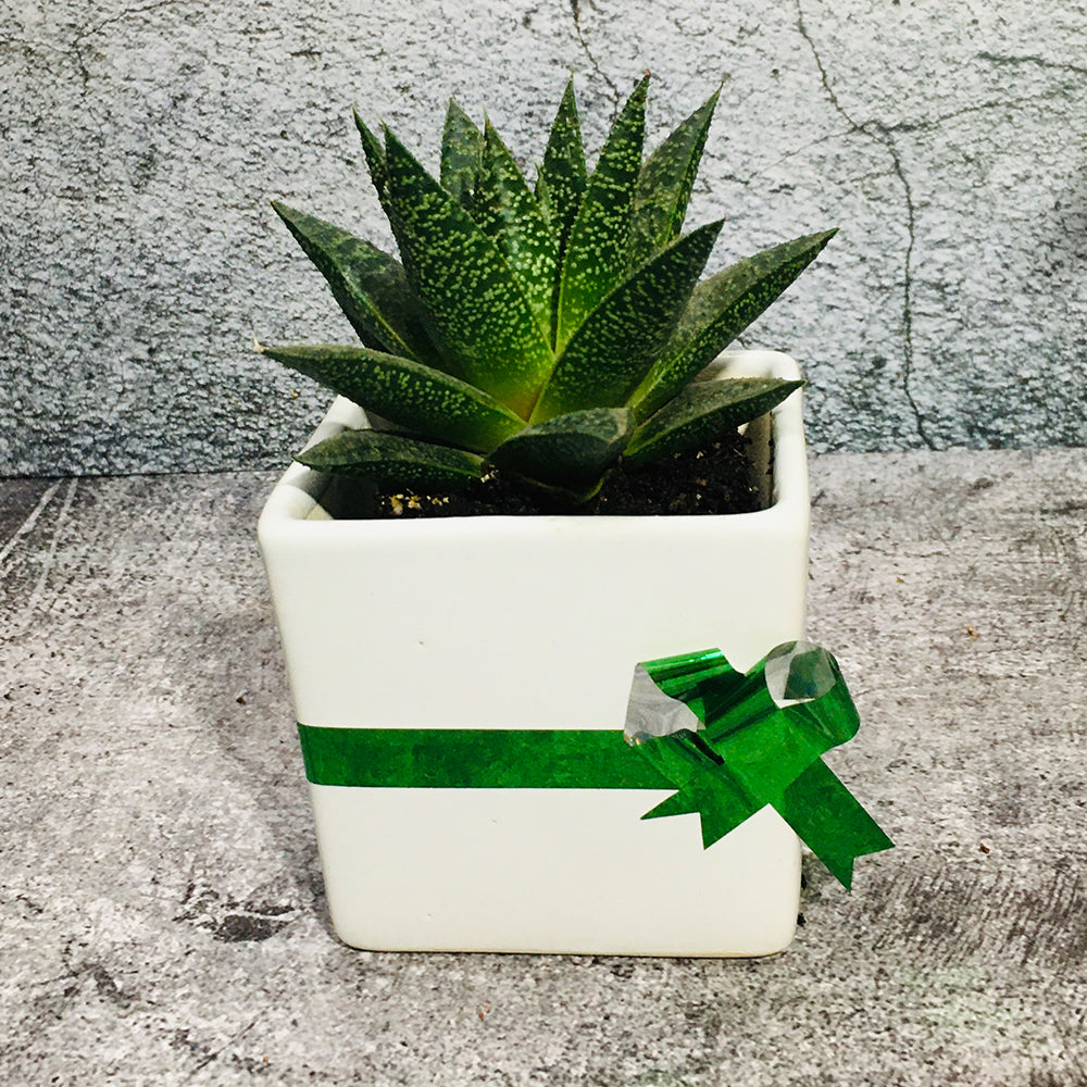 GoPlanto Aloe Aveo in White Square Ceramic Pot