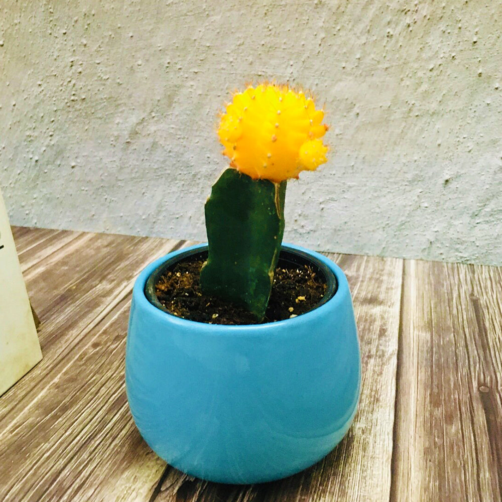 
                  
                    GoPlanto Moon Cactus in 4 inches Unami Bowl
                  
                