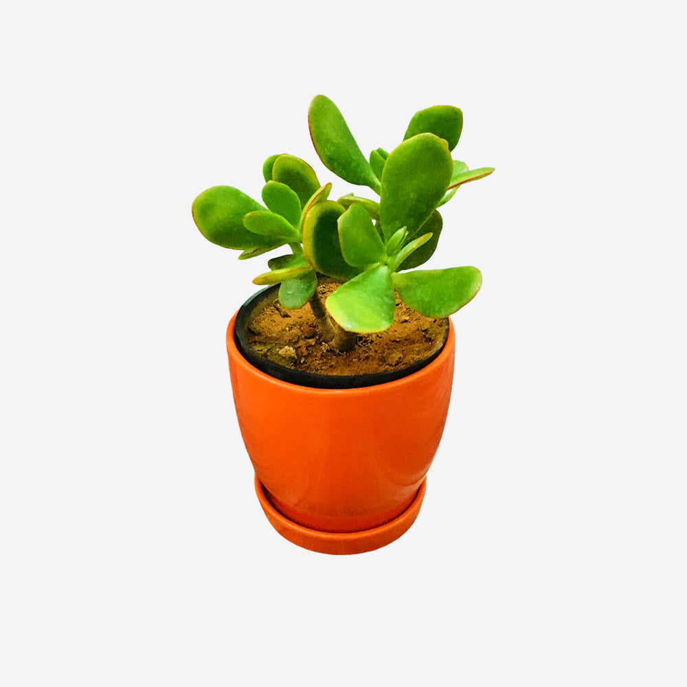 GoPlanto Jade Succulent in 4.5 inches Curvy Bottom Ceramic Pot with Saucer