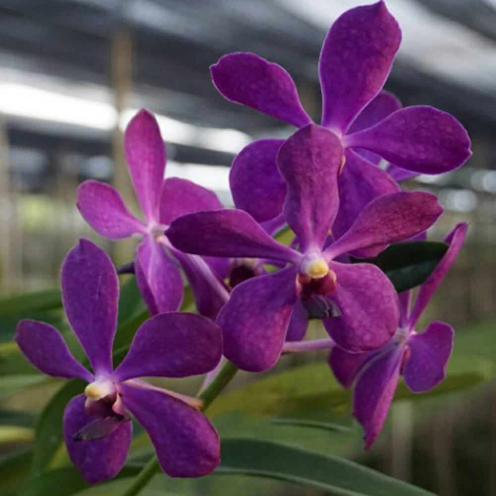 Mokkara Live Orchid