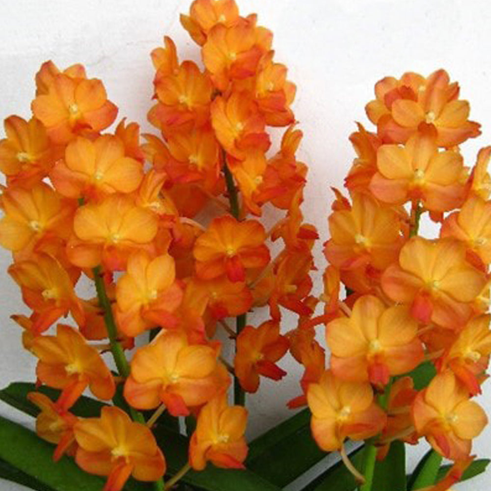 
                  
                    Vanda Hybrids Live Orchid
                  
                