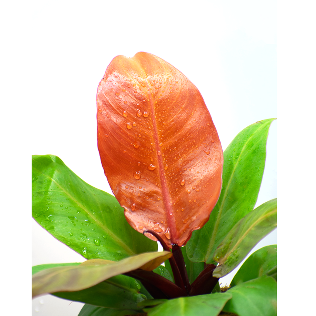 
                  
                    Plantoline Philodendron Sun Red Live Plant
                  
                