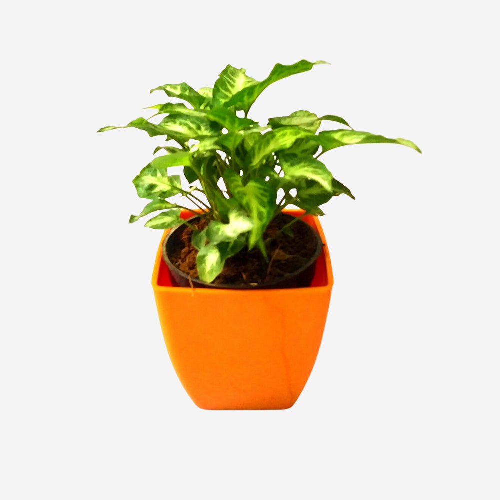 
                  
                    GoPlanto Syngonium Xanthophyllum in 5 inches Daisy Square Pot
                  
                