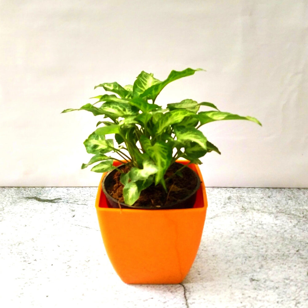
                  
                    GoPlanto Syngonium Xanthophyllum in 5 inches Daisy Square Pot
                  
                