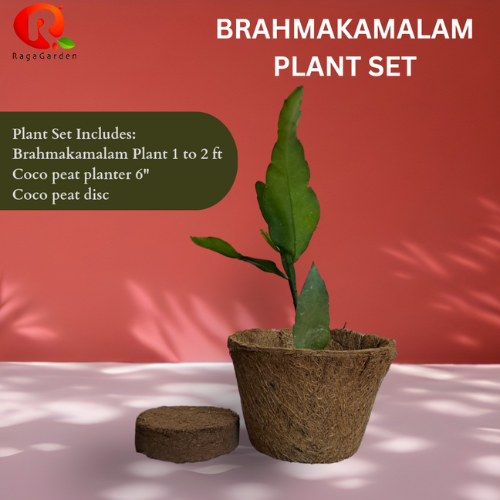 
                  
                    Brahmakamalam Plant Set
                  
                