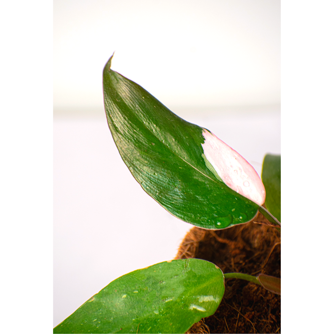 
                  
                    Philodendron Pink Princess Live Plant
                  
                