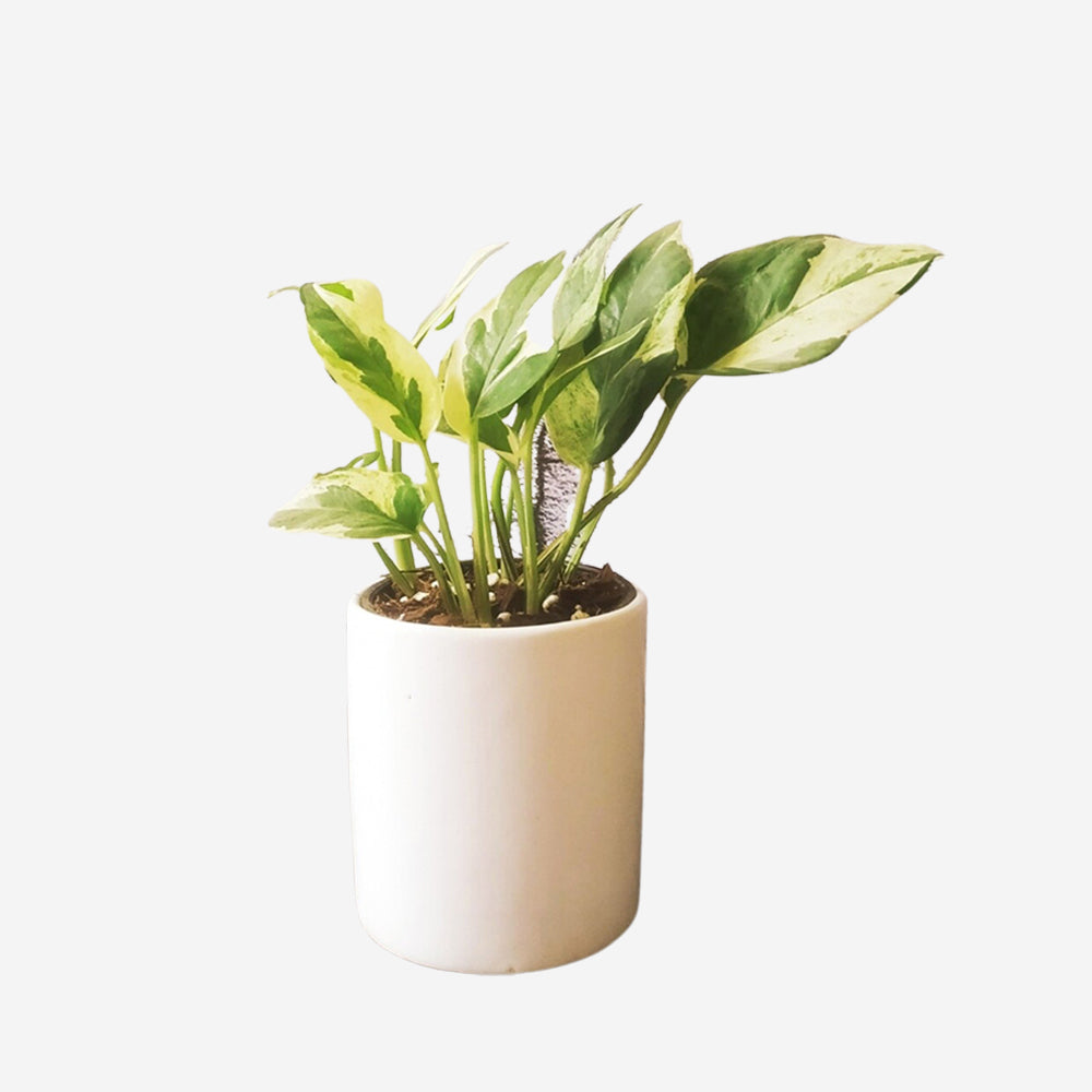 
                  
                    GoPlanto Money Plant Variegated in 4 inches Cylinder Ceramic Pot
                  
                