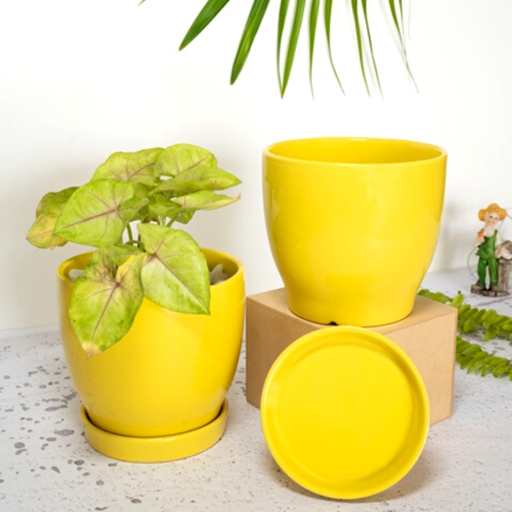 CUPPA Table Top Planter (Set of 2)