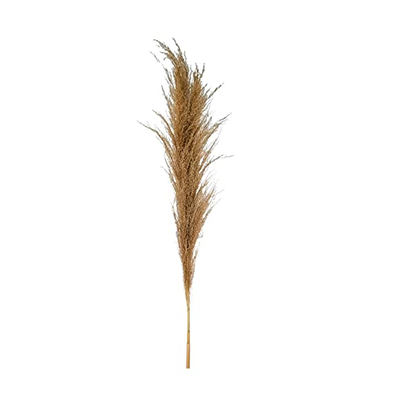 
                  
                    GARDEN DECO Broom Sedge for Home and Office Décor (1 PC)
                  
                