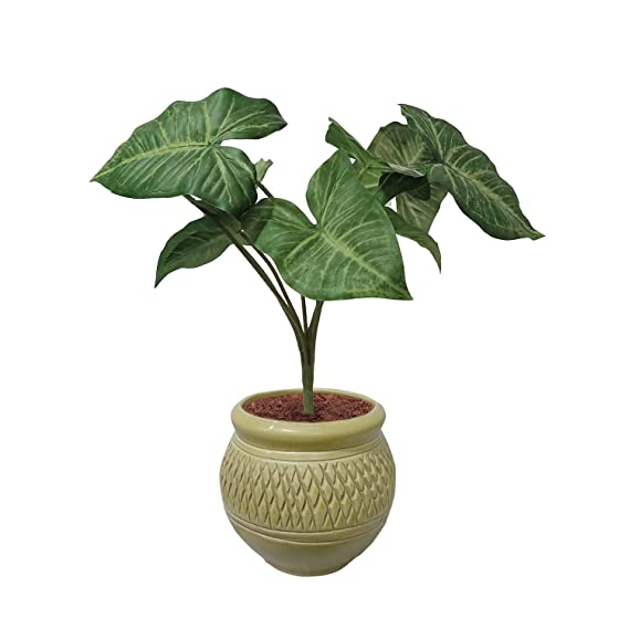
                  
                    GARDEN DECO Artificial Plant for Home and Office Decor (High Real Appearance) (1 PC)
                  
                