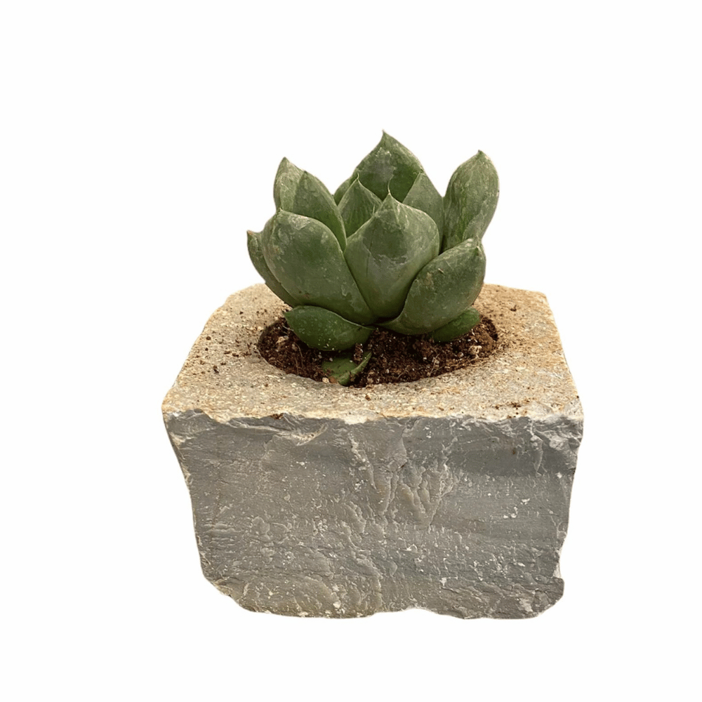 
                  
                    Limestone Planter
                  
                