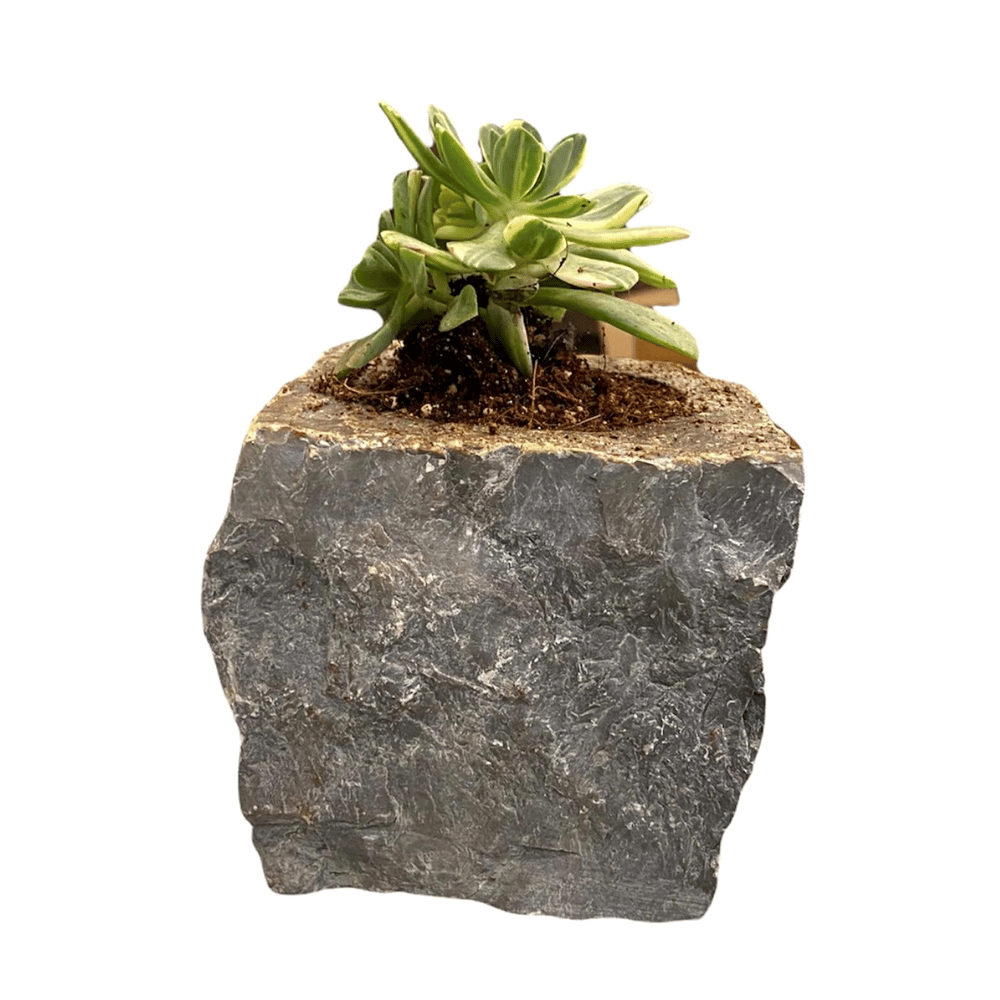 
                  
                    Limestone Planter
                  
                